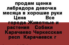 продам щенка лабрадора девочка 2 месяца в хорошие руки › Цена ­ 8 000 - Все города Животные и растения » Собаки   . Карачаево-Черкесская респ.,Карачаевск г.